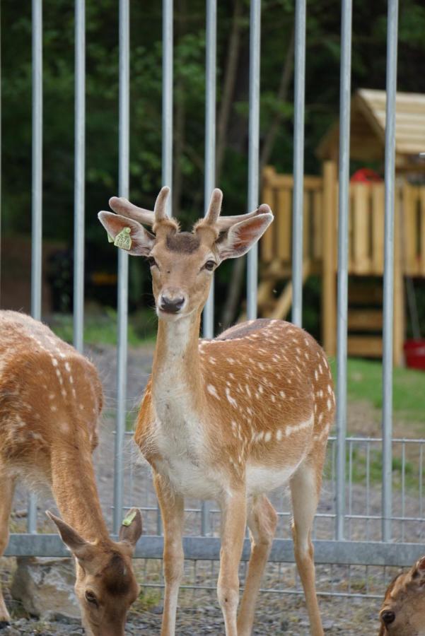 Le Val Des Cerfs - Het Hertendal Hastiere-par-dela Kültér fotó